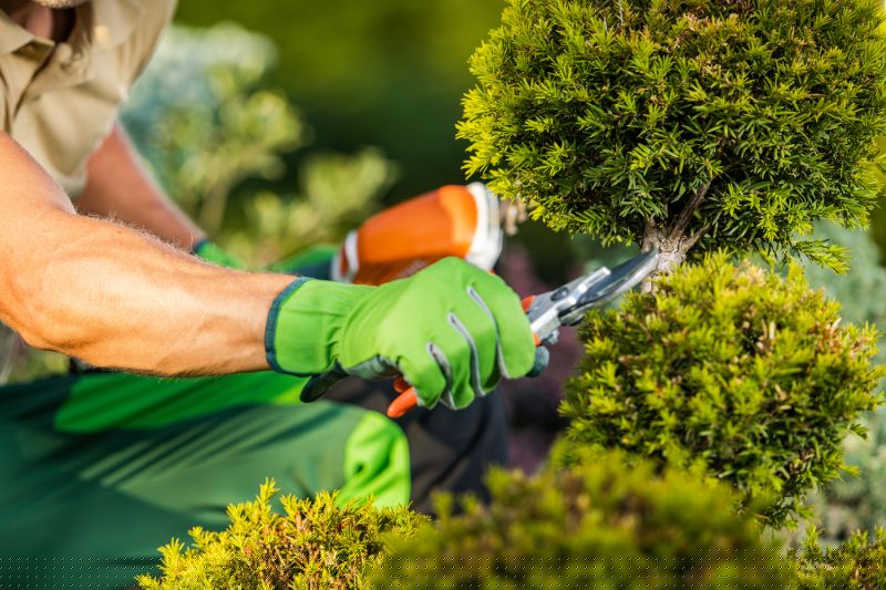 Shrub Care Service
