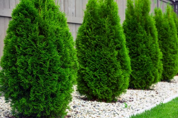 Arborvitae Planting in Ankeny