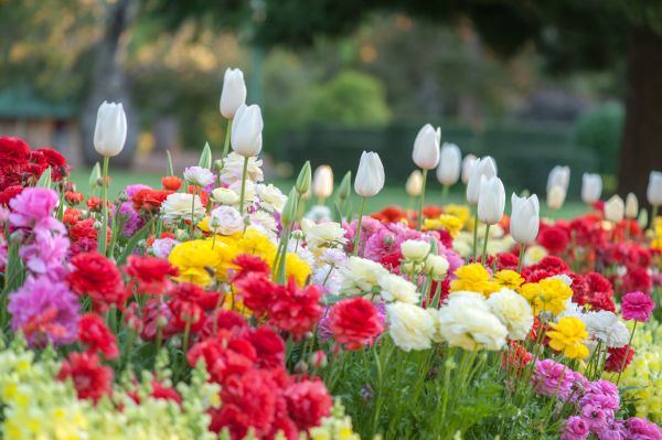 Gardening Service in Ankeny