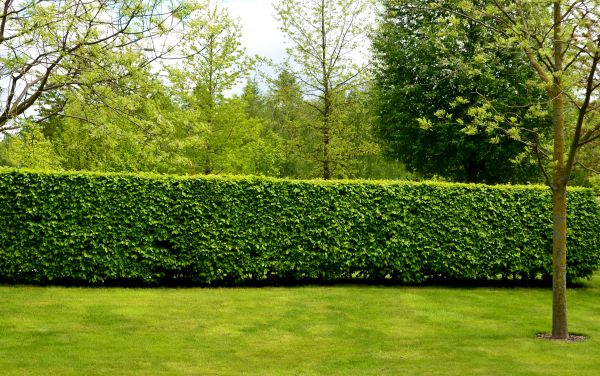 Hedge Planting in Ankeny
