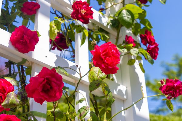 Home Gardening Service in Ankeny