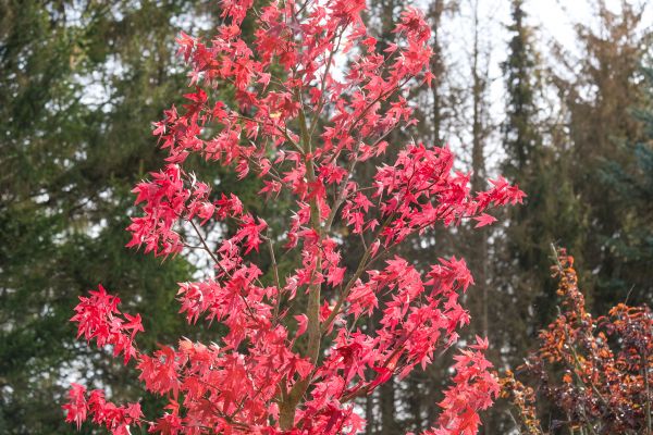 Japanese Maple Planting in Ankeny