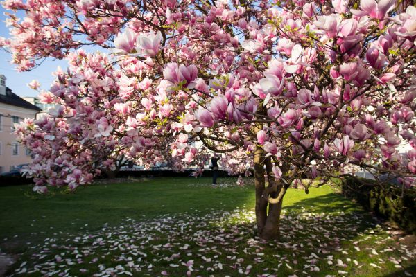 Magnolia Tree Planting in Ankeny