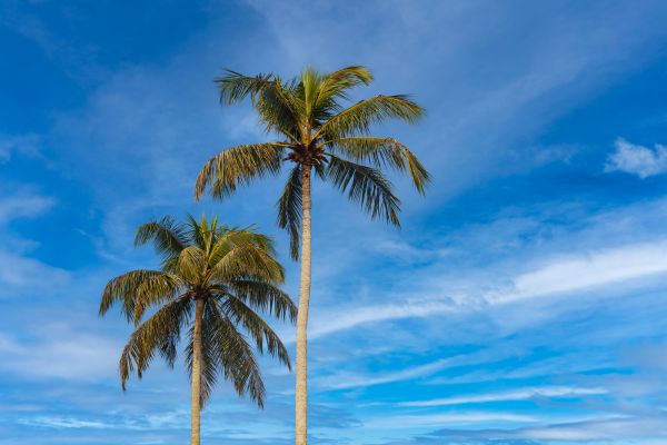 Palm Tree Planting in Ankeny