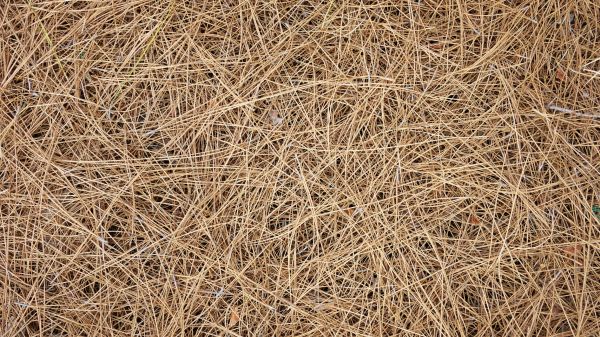 Pine Needles Delivery in Ankeny