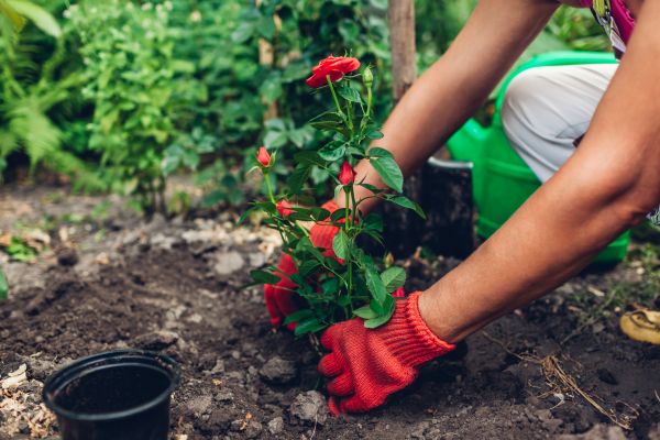 Planting Service in Ankeny