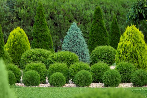 Shrub Replacement in Ankeny