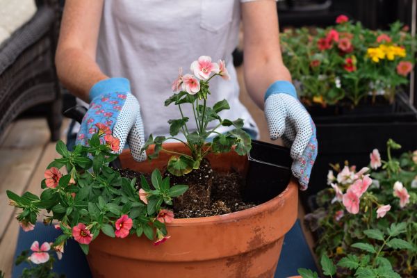 Plant Care Service in Ankeny