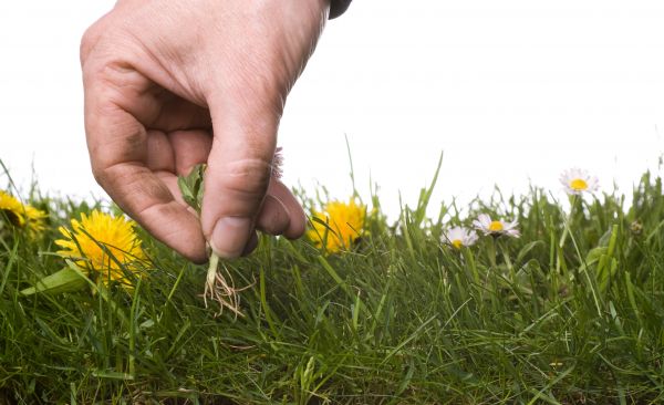 Lawn Weeding in Ankeny