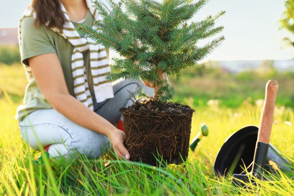 Spruce Tree Planting in Ankeny