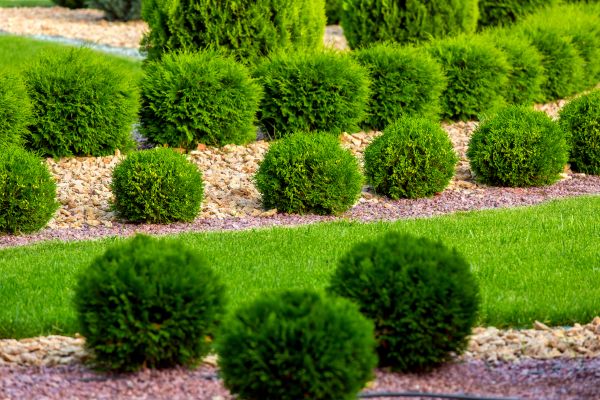 Bush Installation in Ankeny