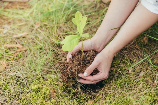 Oak Tree Planting in Ankeny