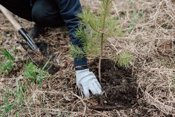 Pine Tree Planting in Ankeny