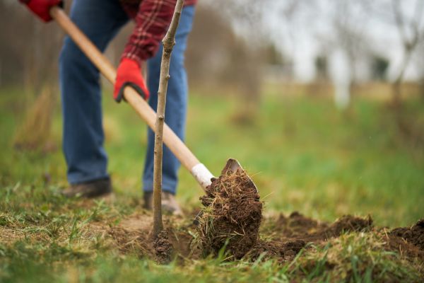 Trees Planting in Ankeny