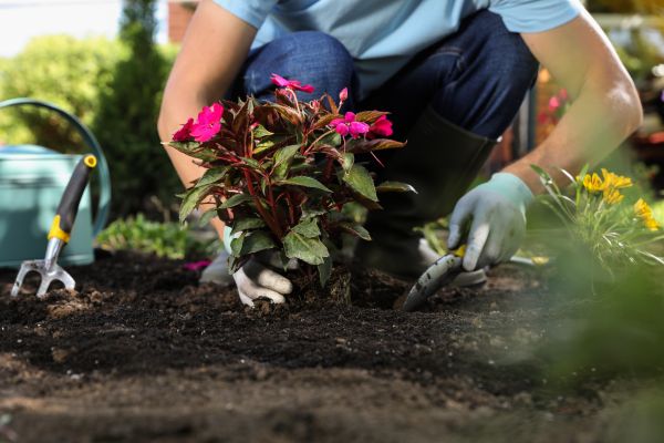 Plant Replacement in Ankeny
