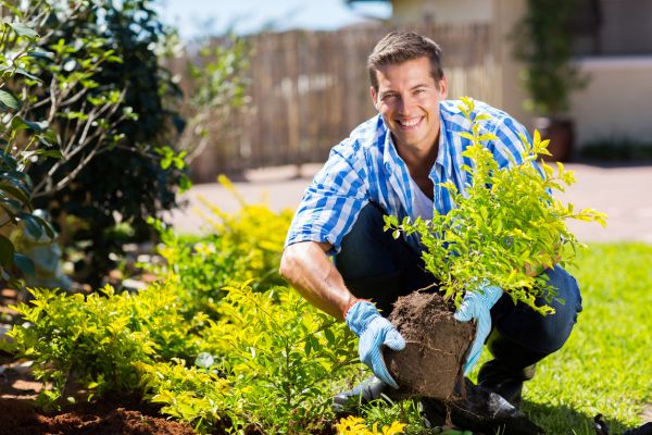Shrub Landscaping in Ankeny