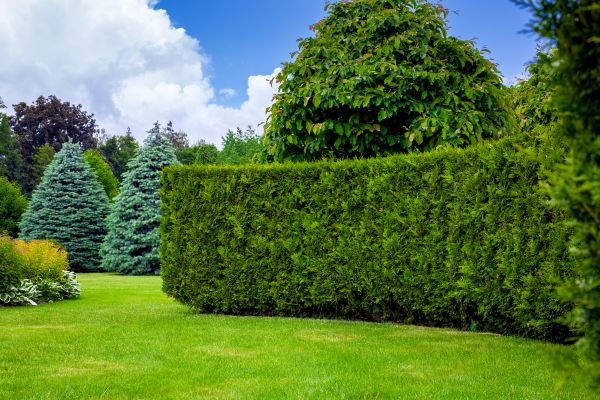 Hedge Landscaping in Ankeny