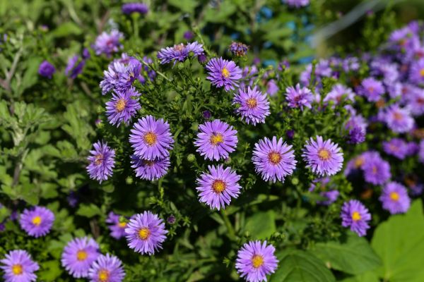 Perennial Flower Planting in Ankeny