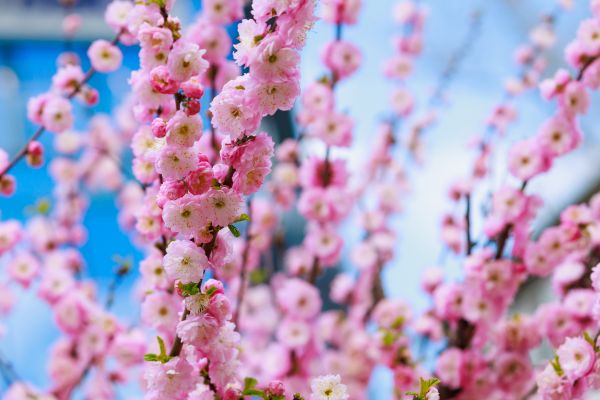Japanese Cherry Tree Planting in Ankeny