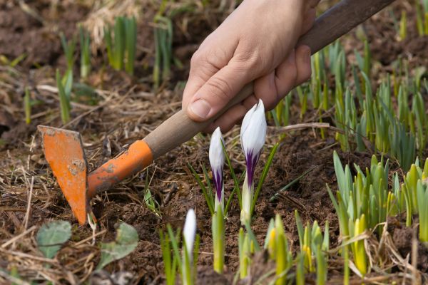 Flower Garden Weeding in Ankeny