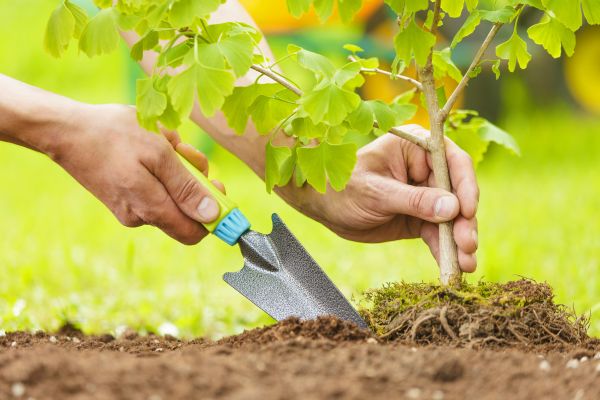 Fruit Tree Planting in Ankeny