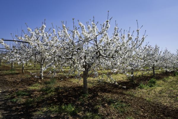 Orchard Planting in Ankeny
