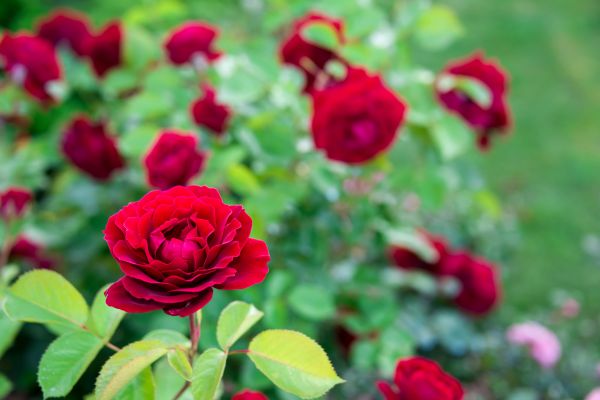 Rose Planting in Ankeny