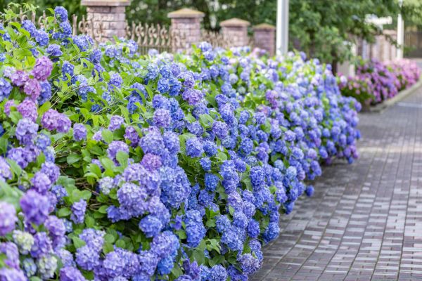 Hydrangea Landscaping in Ankeny