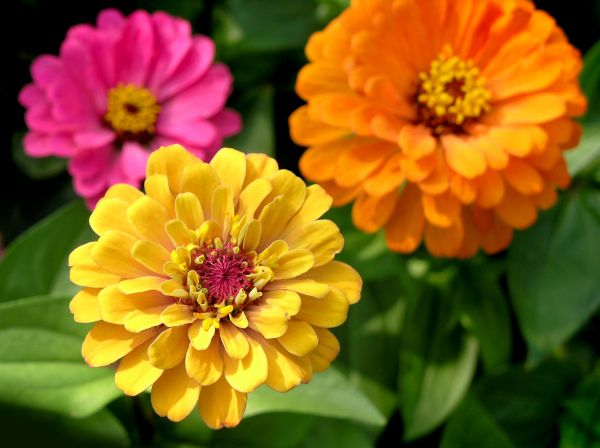 Zinnia Planting in Ankeny