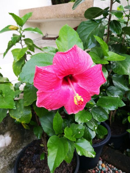 Hibiscus Planting in Ankeny