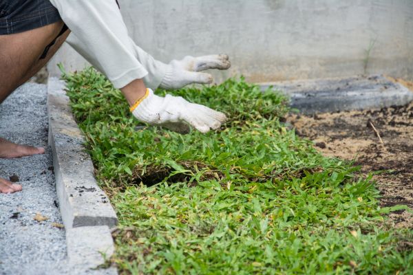 Ground Cover Planting in Ankeny