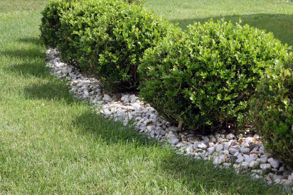 Boxwood Planting in Ankeny