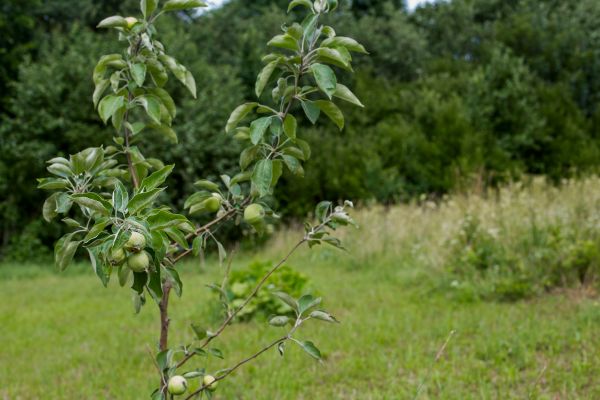 Apple Tree Planting in Ankeny
