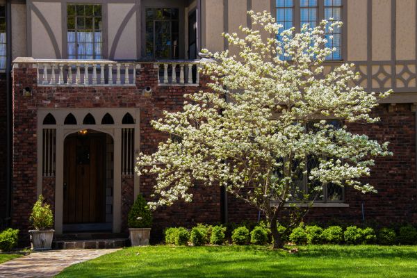 Dogwood Tree Planting in Ankeny